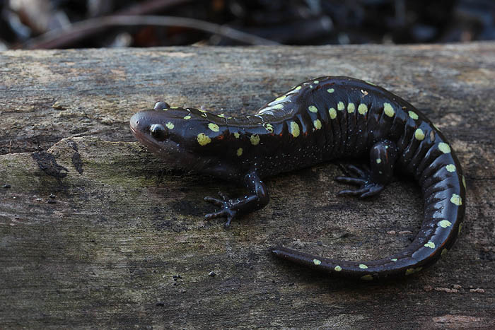 Spotted Salamander